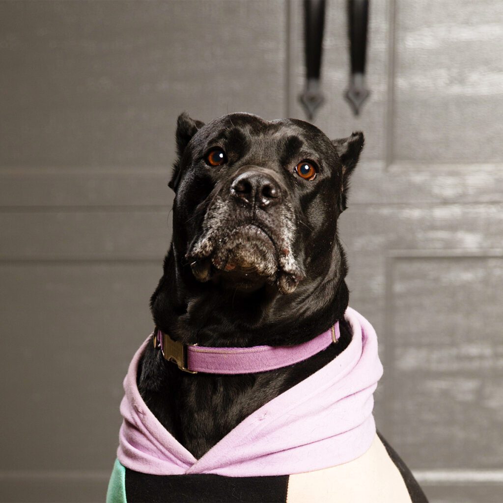 headshot of Zara, Shop Dog
